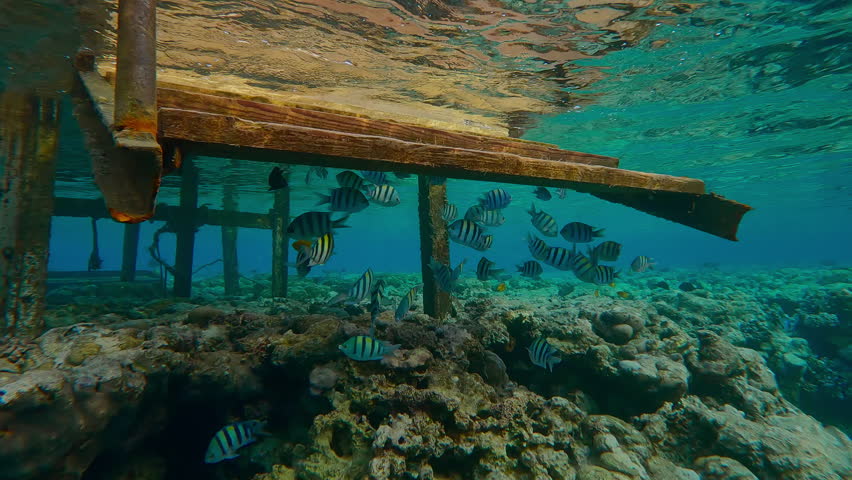 Close up of a school of Indo-Pacific Sergeant, Abudefduf vaigiensis swims under the steps of the gangway of an old dilapidated pier that sits atop a reef crest.