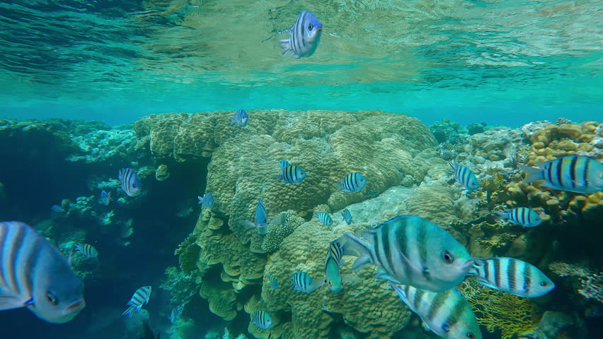 A large group of Indo-Pacific Sergeant, Abudefduf vaigiensis and other tropical fish swim below the surface, against the edge of the outer coral reef background