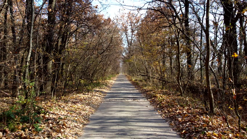 Alley with trees. A paved path between trees and bushes without leaves on a sunny autumn day. Path in the park. Fallen dry leaves. Nobody. Nature backdrop. Natural background