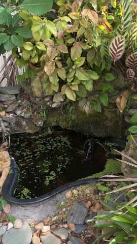 Lush tropical garden pond with a central bubbling water fountain featuring green duckweed and vibrant foliage.