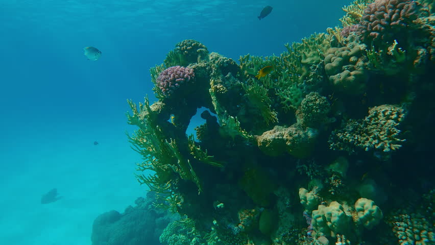 Close-up approaching the edge of a colorful coral reef with tropical fish swimming nearby against a backdrop of turquoise water