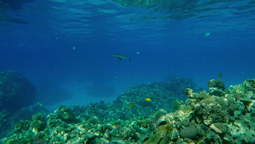 Red Sea Houndfish with open mouth stands at a cleaning station above a coral reef under the surface of turquoise water, two Blue Diesel Cleaner Wrasse clean his gills from parasites