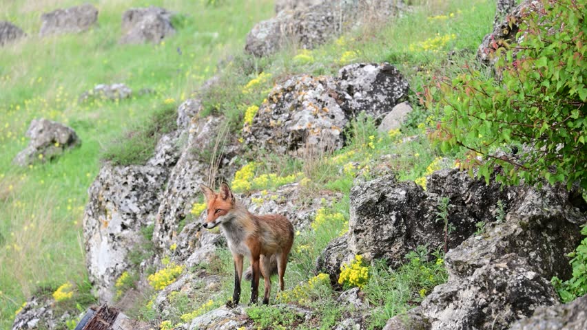Alert Red Fox (Vulpes vulpes) Watching Surroundings in Natural Habitat