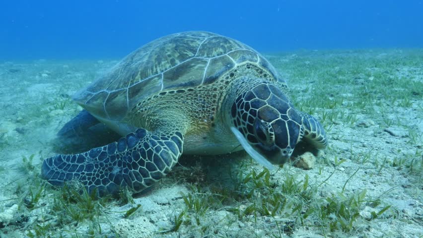 turtle swimming  underwater. green sea turtle (Chelonia mydas) swimming and feeding ocean grass scenery  with animal eating
