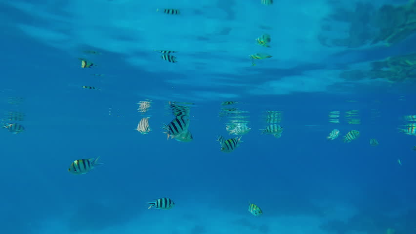 School of Indo-Pacific Sergeant Fish, Abudefduf vaigiensis, feeding below the surface of the turquoise water reflected in it during the slack period.