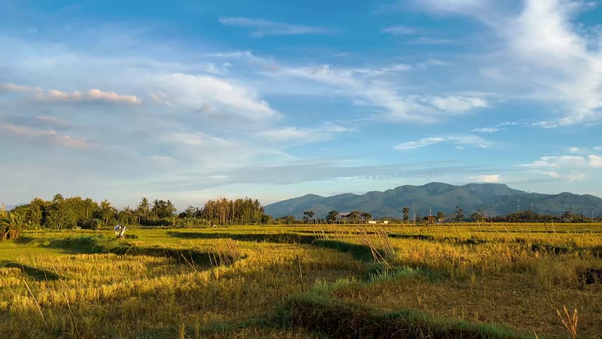 Golden Rice Field with Mountain Landscape Under Blue Sky