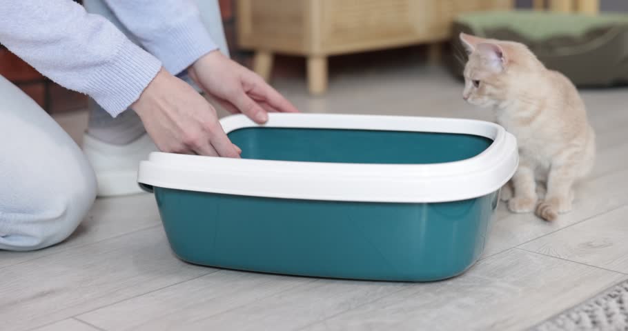 Woman with scoop cleaning litter tray near cat on floor indoors, closeup