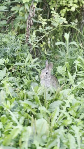 Rabbit outdoors eating foliage in summer in Ontario, Canada.