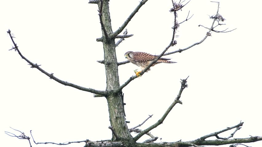 Kestrel falcon feeding on prey while perched on dead tree branches against overcast sky. Wildlife action footage.