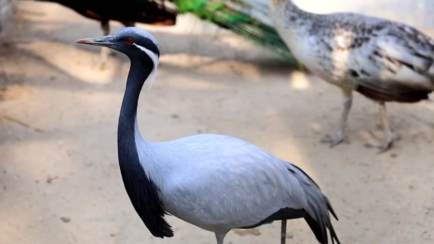 Slow Motion Macro Shot of Demoiselle Crane standing still with other birds in the sandy habitat, showcasing its blue-grey plumage and distinctive white ear coverts at 180 fps High quality footage