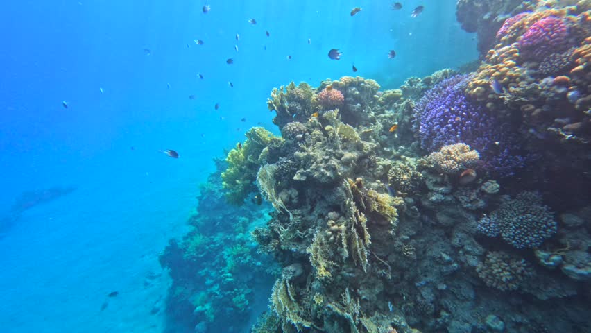 Coral reef wall descending into deep blue water with many small fish 