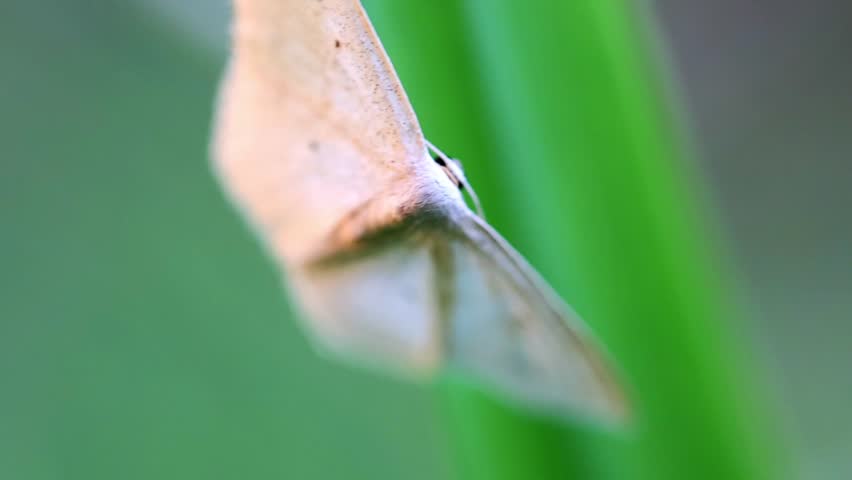 Slow Motion Macro Shot of Moth resting on a green stem in its natural habitat, illuminated by soft daylight providing a peaceful mood at 180 fps High quality footage