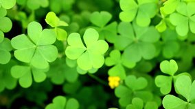 Slow Motion Macro Shot of Shamrock patch growing densely in a garden with one small yellow flower surrounded by green leaves in soft focus at 180 fps High quality footage - Powered by Shutterstock - Get 15% off with code: PIKWIZARD15