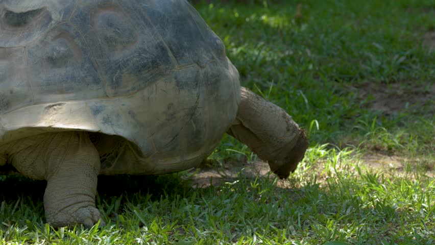 A large Aldabra tortoise crawls slowly across green grass in bright natural daylight