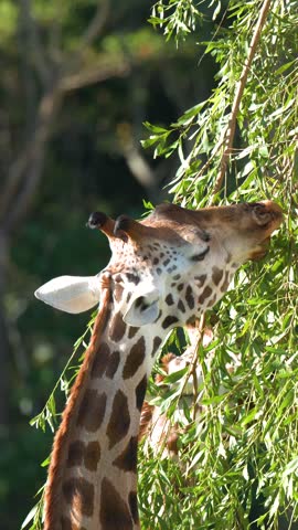 A giraffe stretches its long neck to browse green leaves from a tree in sunlight
