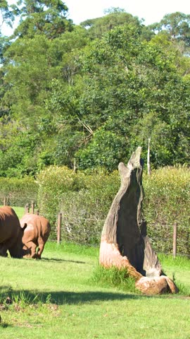 Two white rhinoceroses graze on lush green grass within a sunny zoo enclosure in Australia