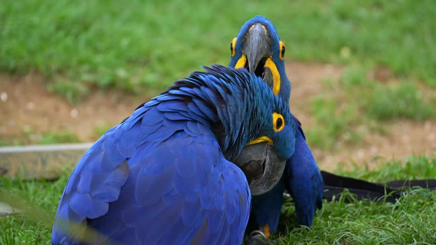 Two Hyacinth macaws (Anodorhynchus hyacinthinus) rest on the ground, preening and grooming each other's feathers, close up shot.