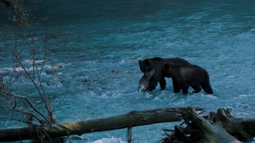 Grizzly momfish and her cub walking in tbe klite river just after catching a chinook salmon during the salmon run in toba inlet, british columbia, Canada