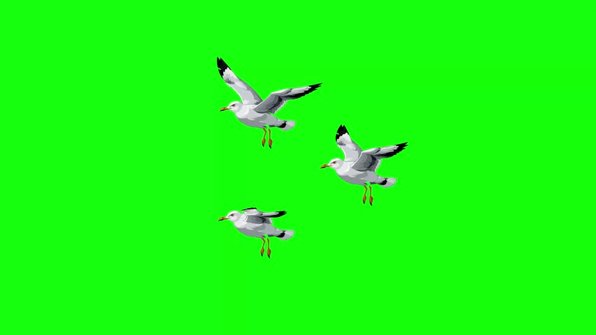 Three 2D cartoon seagulls with grey and white feathers flap their wings in a synchronized flight pattern. This chroma key footage is ideal for coastal or maritime-themed animation projects.