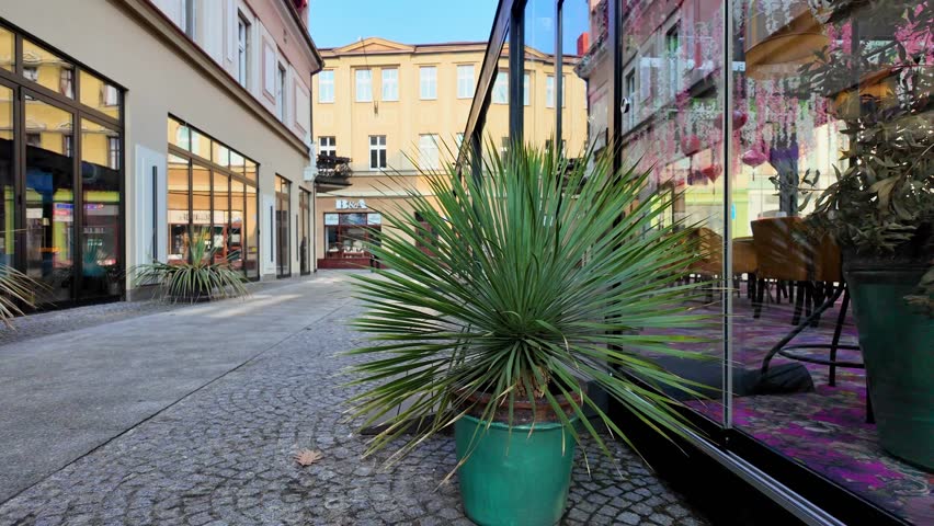 Ornamental yucca plant in a green pot on a cobbled city pedestrian street. Modern public space arrangement with greenery in front of shop windows and restaurants on a sunny day.