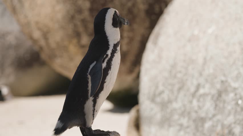A cute African Penguin standing upright on a rock wagging its tail surrounded by large coastal boulders