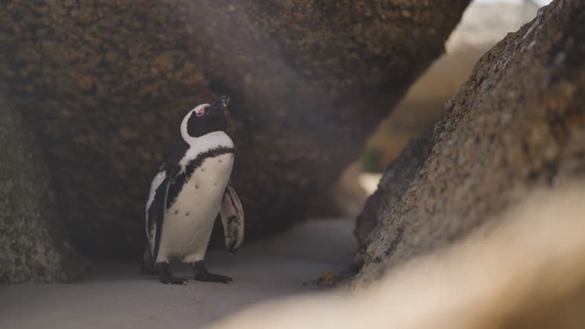 A curious African Penguin standing upright between large coastal rock formations tilting its head upwards as light filters through the rocky passage