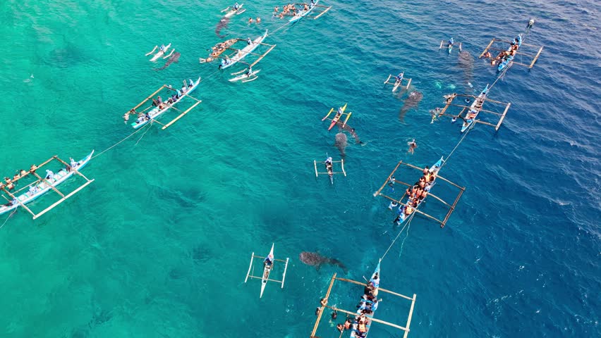 Drone view of tourists and boats gathering around whale sharks in Oslob sea