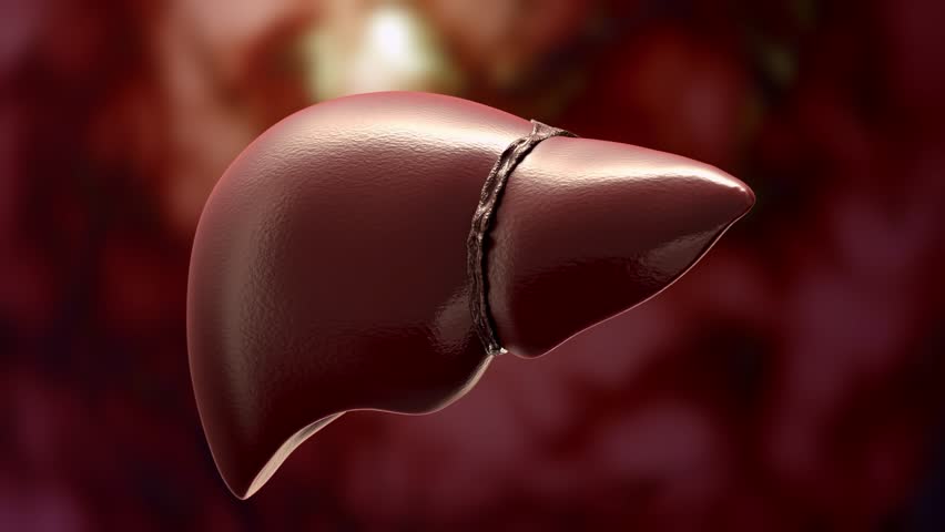 Fatty liver disease and liver cancer concepts illustrate anatomy of damaged human liver or abnormal tissue or lumps of fat. for medical education. Animation, 3D render.
