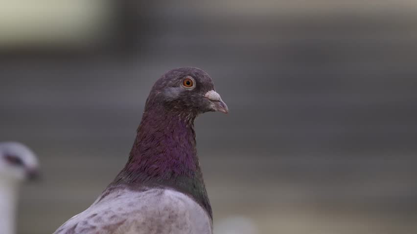 Pigeon head close-up showing colorful neck feathers and amber eye