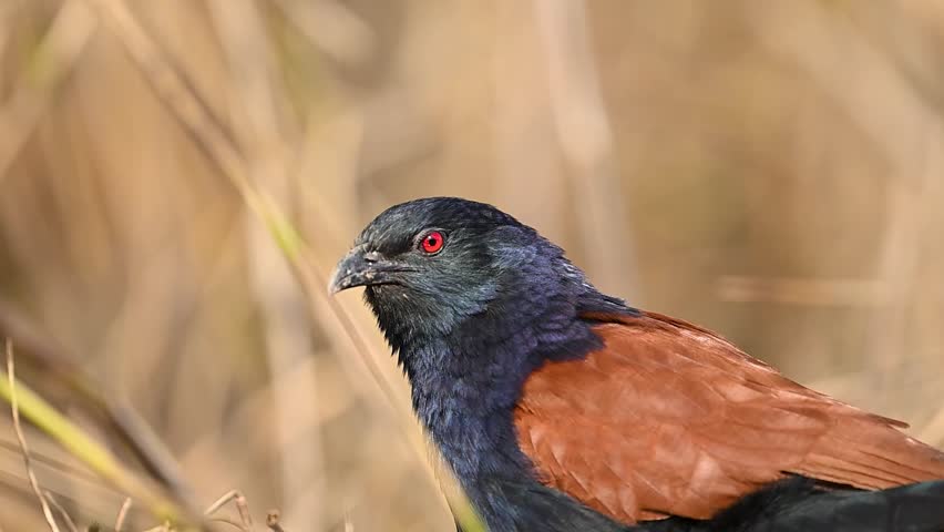 Glossy plumage shimmering subtly beneath soft golden daylight across barren terrain