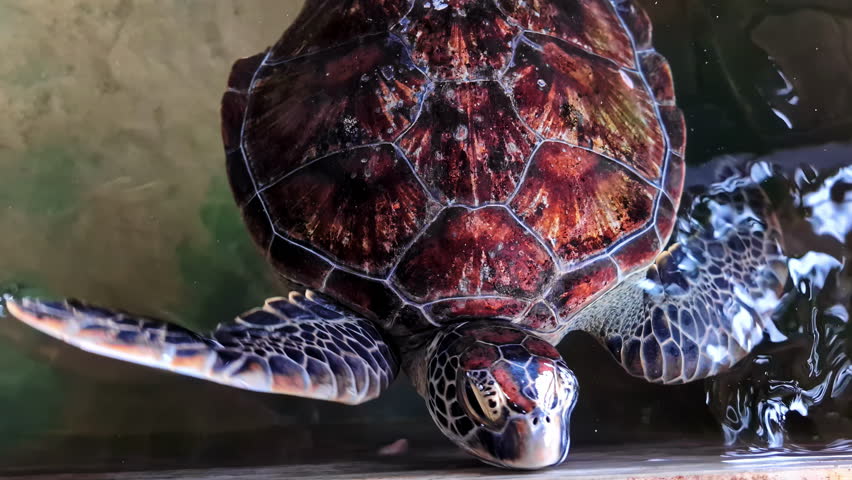 Close up shot of Green Sea Turtle swimming in the water in Koggala, Galle District, Southern Province, Sri Lanka