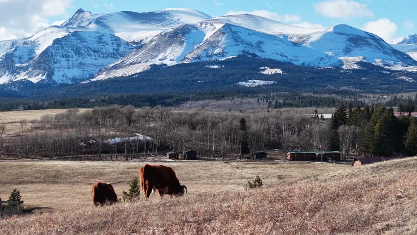 Cows grazing peacefully on an open field near Whitefish, Montana, with snow-capped Rocky Mountains and evergreen forests in the distance under a clear blue sky.