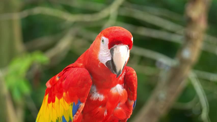 A Scarlet macaw (Ara macao) feeds on food with crumbs falling from its beak, close up shot.