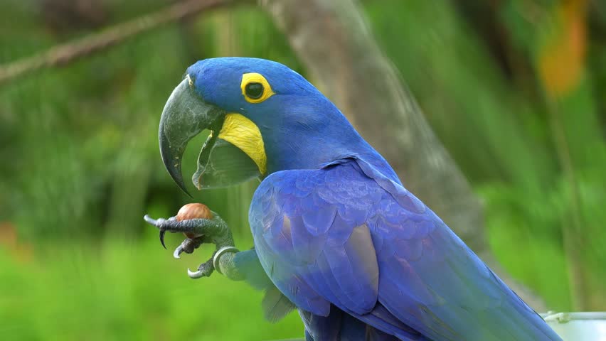 A Hyacinth macaw (Anodorhynchus hyacinthinus) grips a nut in its claw, cracks open the shell with its bill, and feeds on it, close up shot.