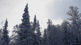 Sunrise Illuminates Frosted Pine Peaks. Frozen Spruce Branches Sparkle Under Sunrise In Winter Scenery. Bright Sunrise Highlights Snowcapped Pine Treetops And Icy Tree Limbs In Cold Morning Landscape - Powered by Shutterstock - Get 15% off with code: PIKWIZARD15