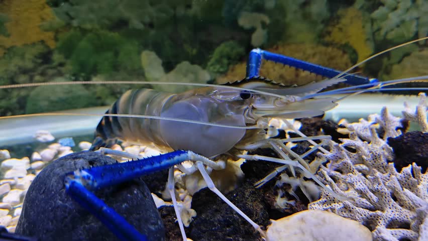 Blue Claw Crayfish in Detail, Slow Motion Macro Video, Aquatic Life and Nature Concept