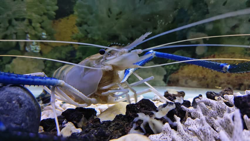 Blue Claw Crayfish in Detail, Slow Motion Macro Video, Aquatic Life and Nature Concept