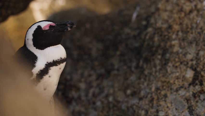 Close up shot of an African Penguin standing quietly upright in its natural habitat of coastal rocks