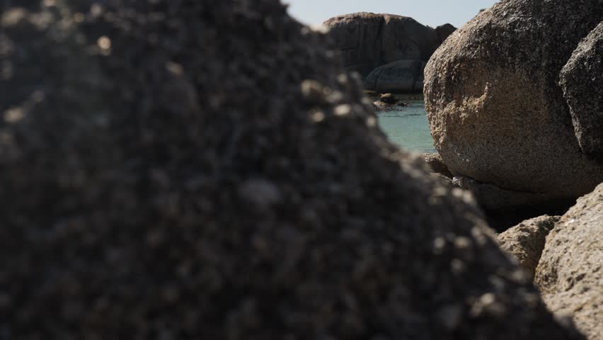 Cinematic shot of an African Penguin coming into view from around large coastal boulders revealing him resting on a rock close to the clear turquoise water of the ocean