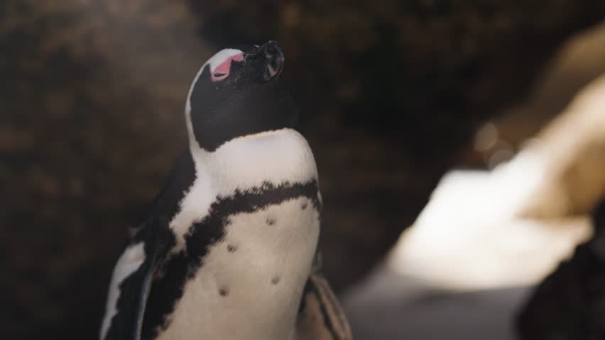 Close up of a curious African Penguin showing the beautiful black and white markings of its feathers