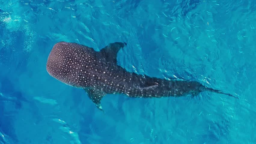 World largest fish whale shark peacefully swimming through clear ocean water