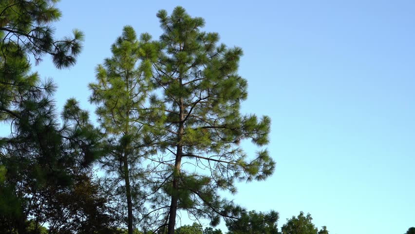 View of Tall Trees at Shanghai Century Park