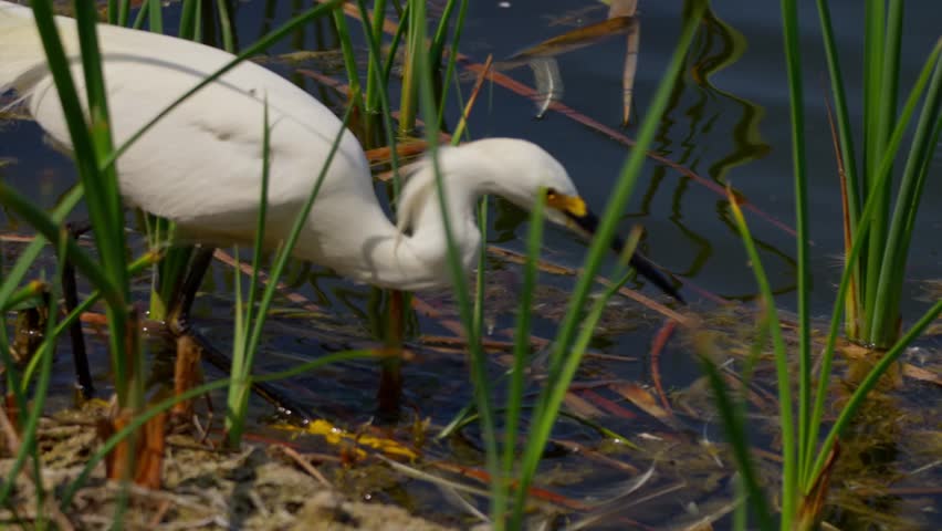 Description: Great egret walks in profile past green reeds, catches and tosses a small fish to swallow it instantly on a lagoon shore at Pantanos de Villa in Lima, Peru.