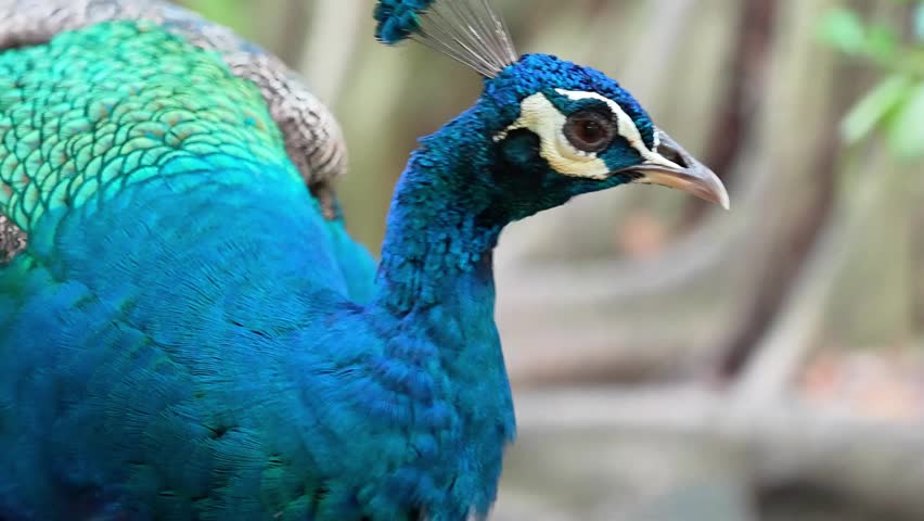 close up of a peacock, vibrant blue peacock preening, indian peafowl with beautiful eyes