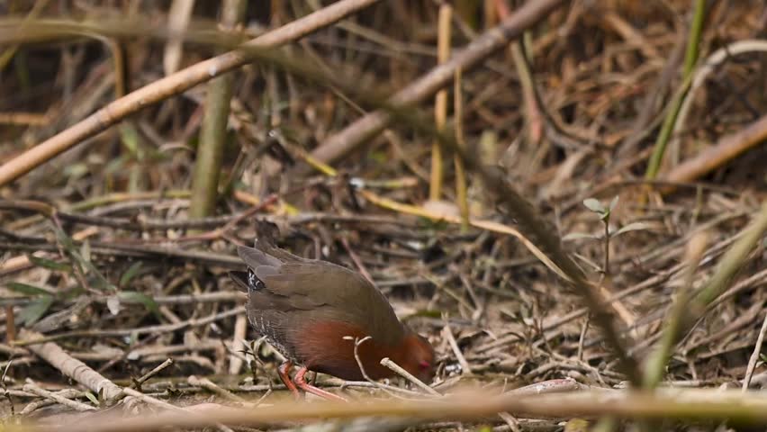 This clip highlights the bird’s characteristic tail-flicking motion, a sign of its constant alertness in the predator-heavy marshland.