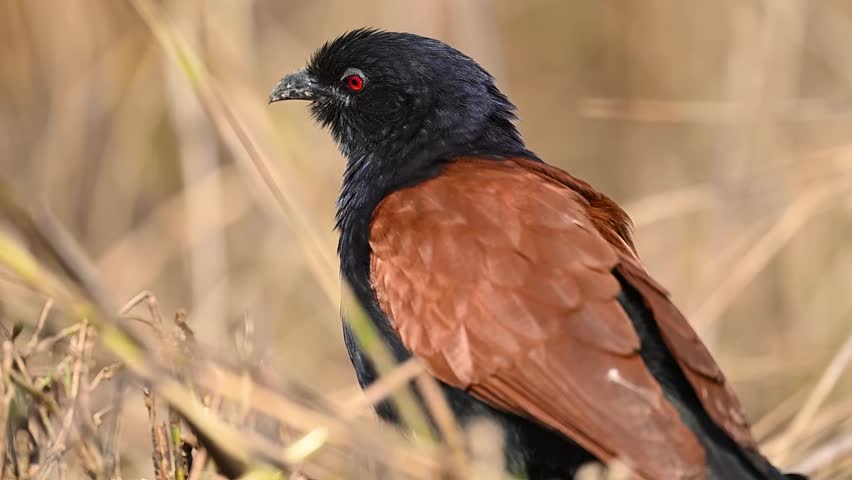 Detailed feather textures visible clearly against muted dry marsh background scenery