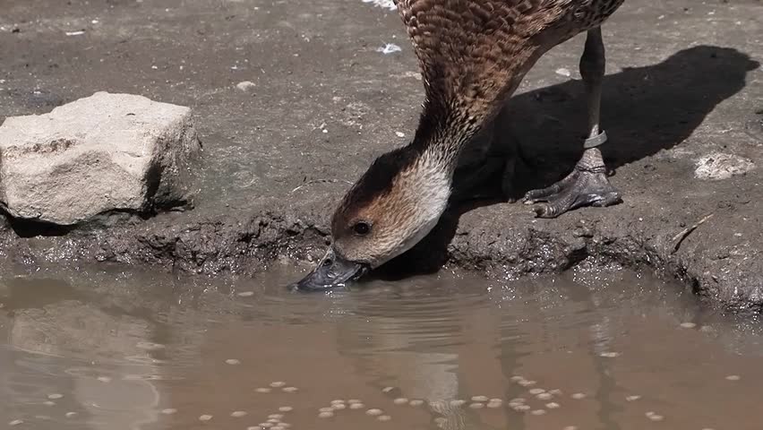 West Indian whistling duck drinking water in a muddy pond. slow motion