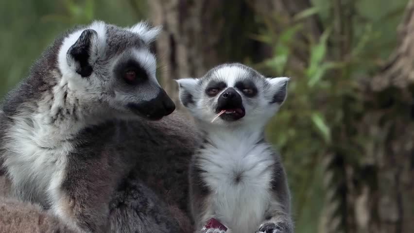 Ring-tailed lemur eating snack while another lemur looks on, slow motion