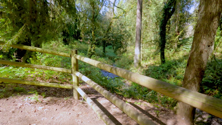 Ferns and moss on the trees in the park