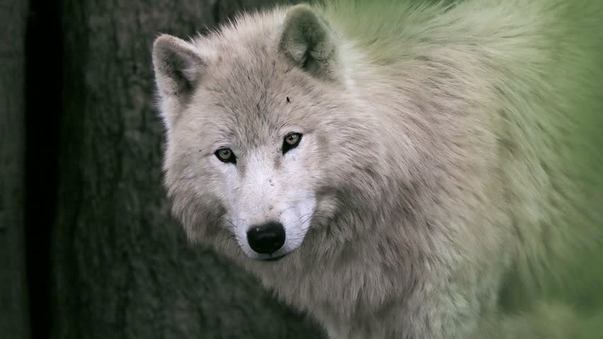 Close-up portrait of a majestic white arctic wolf.
